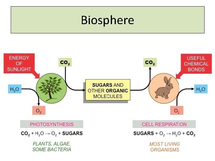 Biosphere 
