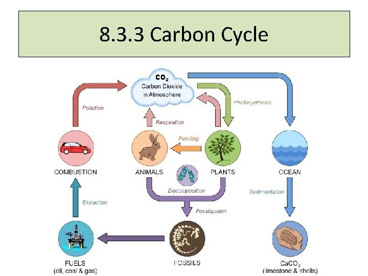 8. 3. 3 Carbon Cycle 