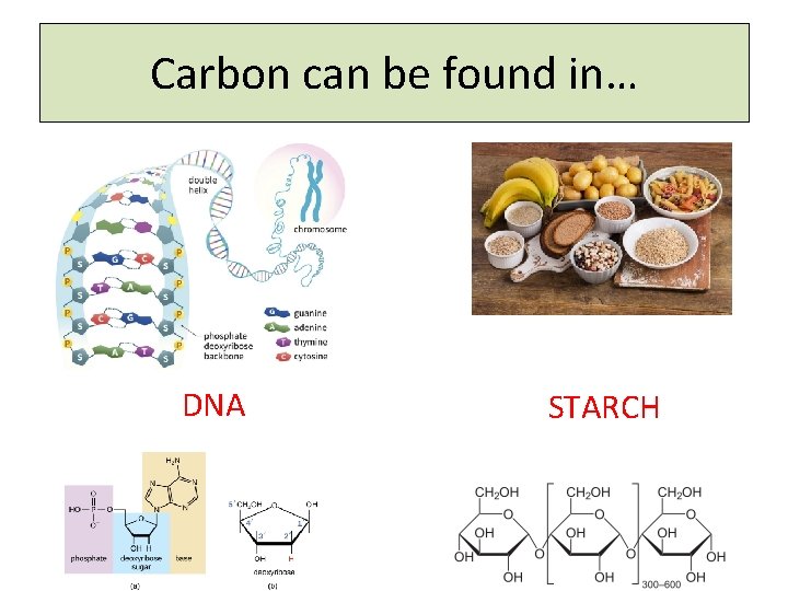 Carbon can be found in… DNA STARCH 