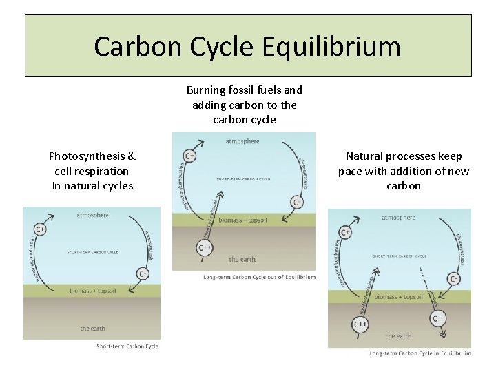 Carbon Cycle Equilibrium Burning fossil fuels and adding carbon to the carbon cycle Photosynthesis