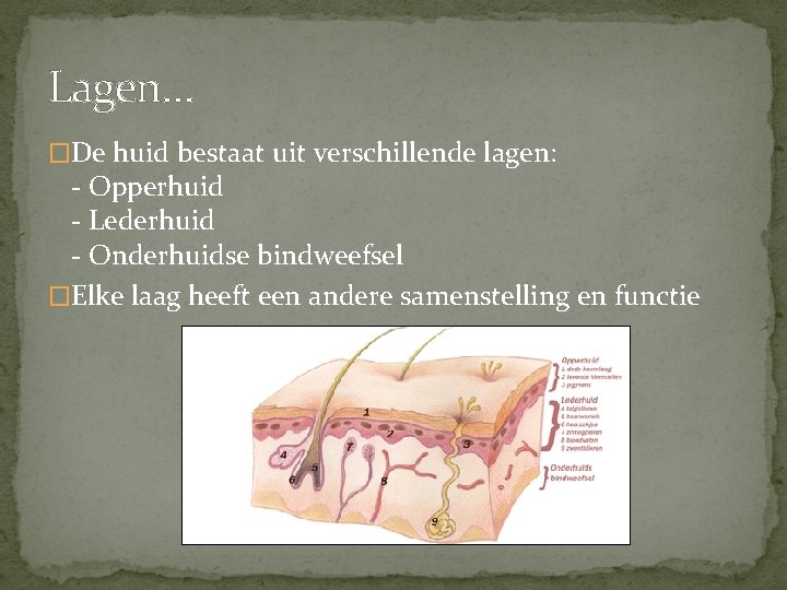 Lagen… �De huid bestaat uit verschillende lagen: - Opperhuid - Lederhuid - Onderhuidse bindweefsel