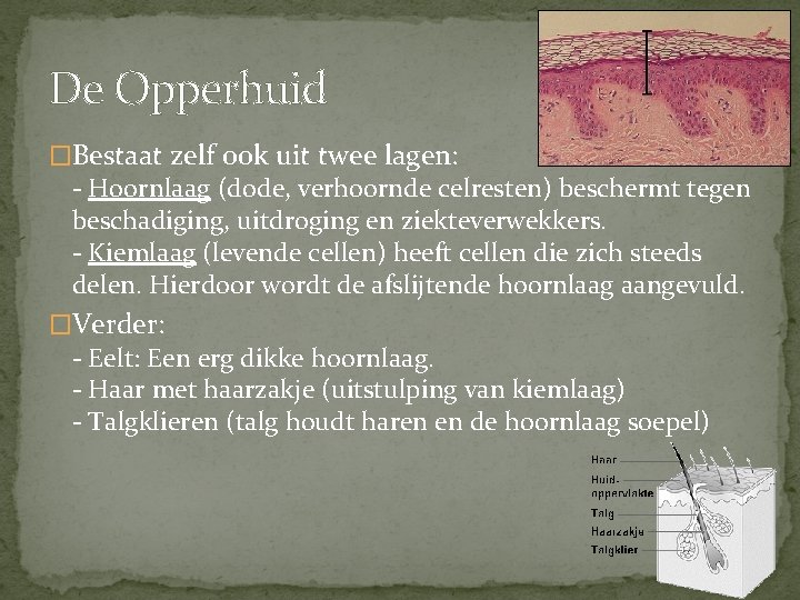 De Opperhuid �Bestaat zelf ook uit twee lagen: - Hoornlaag (dode, verhoornde celresten) beschermt