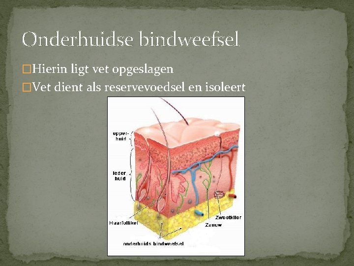 Onderhuidse bindweefsel �Hierin ligt vet opgeslagen �Vet dient als reservevoedsel en isoleert 