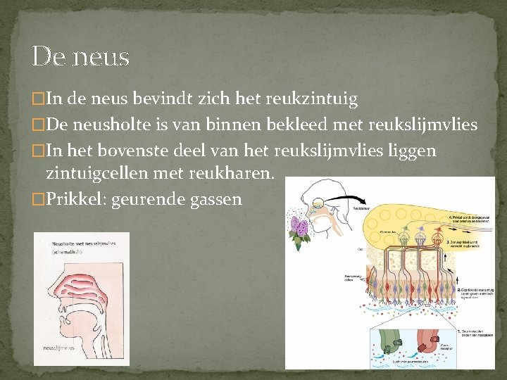 De neus �In de neus bevindt zich het reukzintuig �De neusholte is van binnen