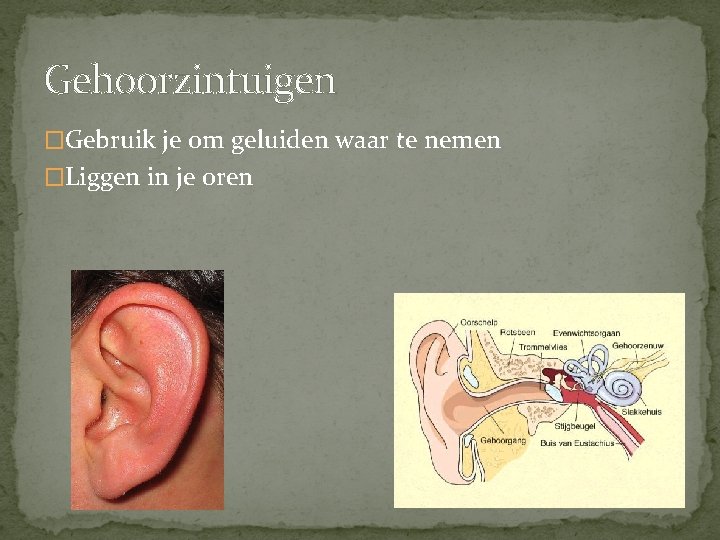 Gehoorzintuigen �Gebruik je om geluiden waar te nemen �Liggen in je oren 