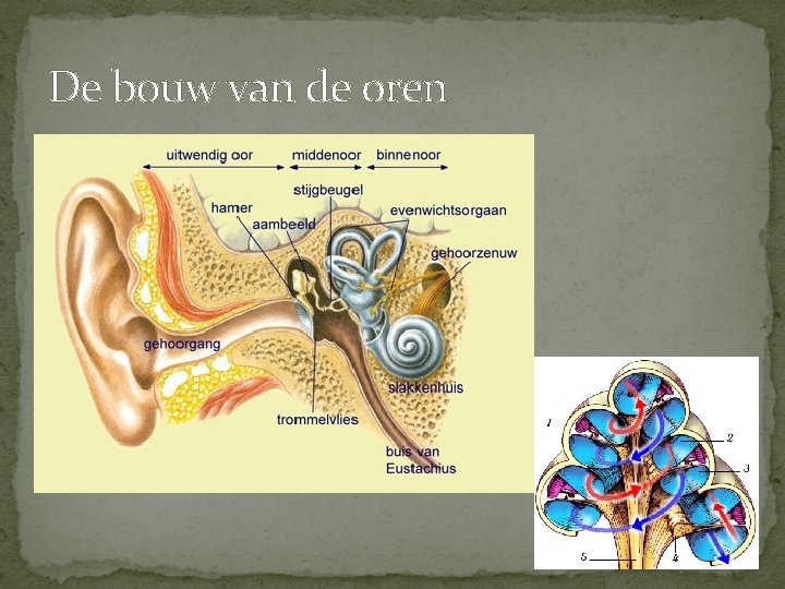 De bouw van de oren � 