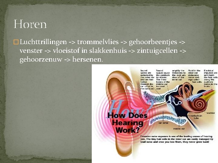 Horen � Luchttrillingen -> trommelvlies -> gehoorbeentjes -> venster -> vloeistof in slakkenhuis ->