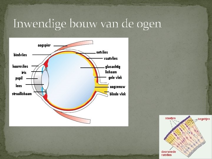 Inwendige bouw van de ogen � 