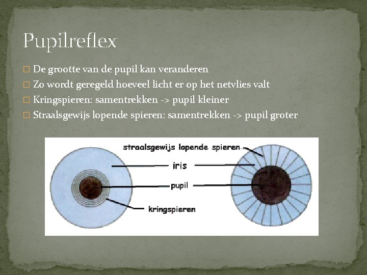 Pupilreflex � De grootte van de pupil kan veranderen � Zo wordt geregeld hoeveel