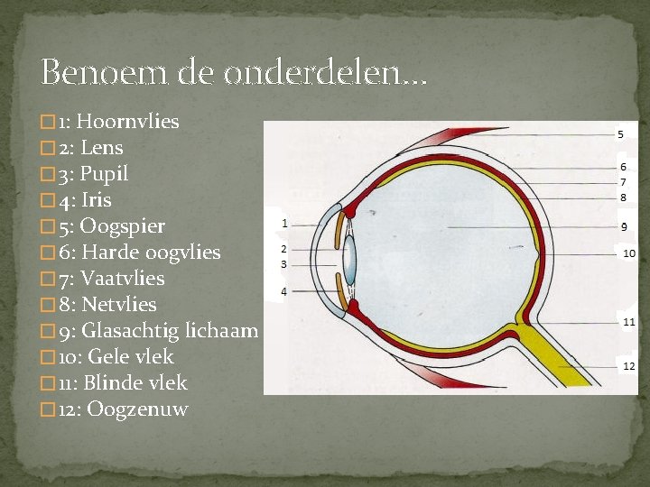 Benoem de onderdelen… � 1: Hoornvlies � 2: Lens � 3: Pupil � 4: