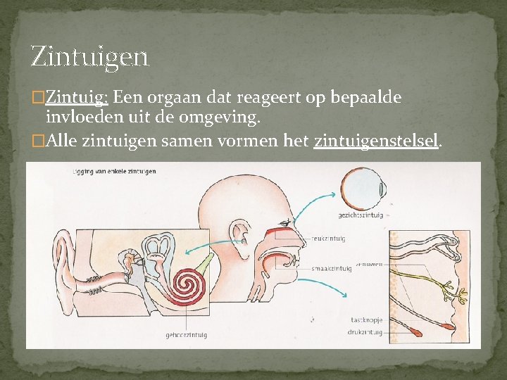 Zintuigen �Zintuig: Een orgaan dat reageert op bepaalde invloeden uit de omgeving. �Alle zintuigen