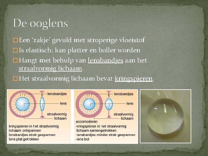 De ooglens � Een ‘zakje’ gevuld met stroperige vloeistof � Is elastisch: kan platter