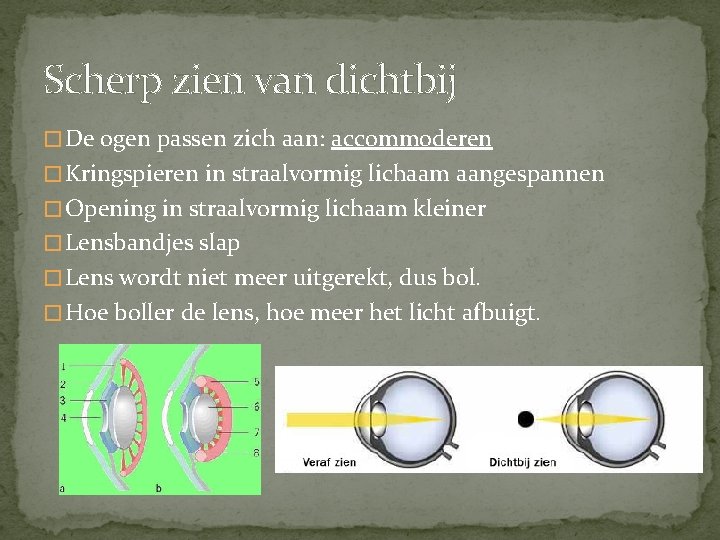 Scherp zien van dichtbij � De ogen passen zich aan: accommoderen � Kringspieren in