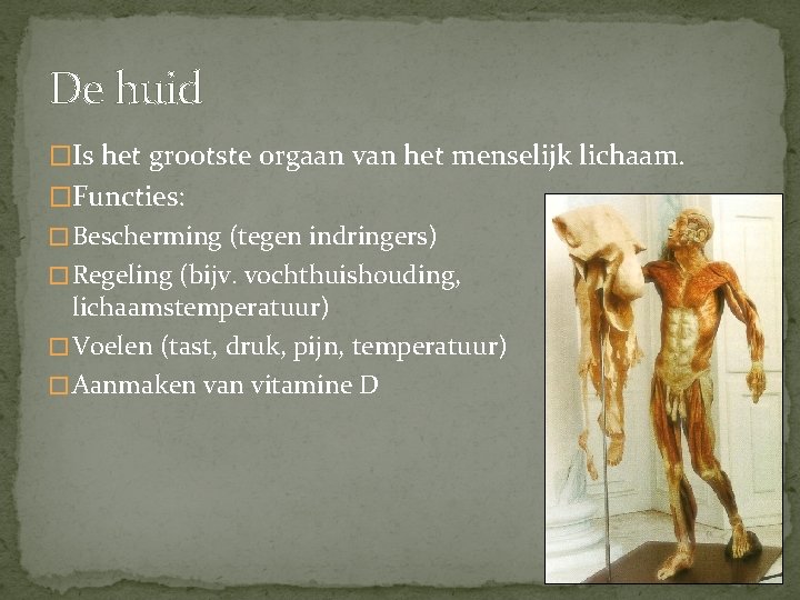 De huid �Is het grootste orgaan van het menselijk lichaam. �Functies: � Bescherming (tegen