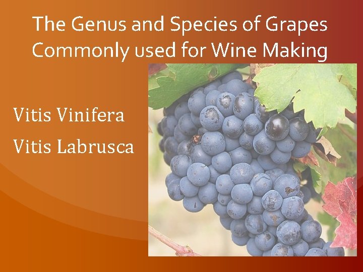 The Genus and Species of Grapes Commonly used for Wine Making Vitis Vinifera Vitis