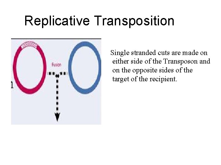 Replicative Transposition Single stranded cuts are made on either side of the Transposon and