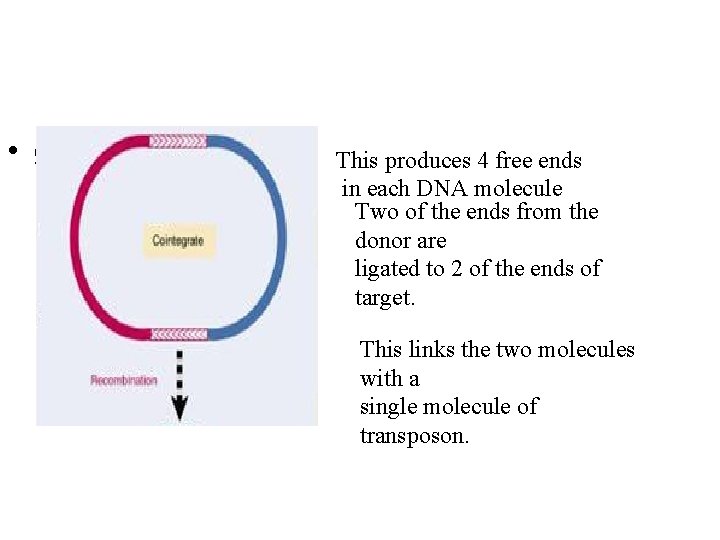  • get This produces 4 free ends in each DNA molecule Two of
