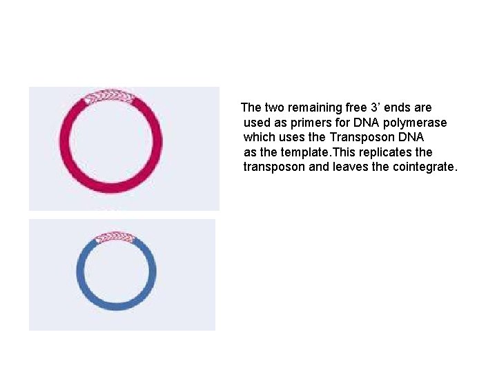 The two remaining free 3’ ends are used as primers for DNA polymerase which