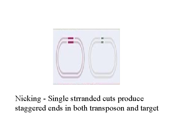 Nicking - Single strranded cuts produce staggered ends in both transposon and target 