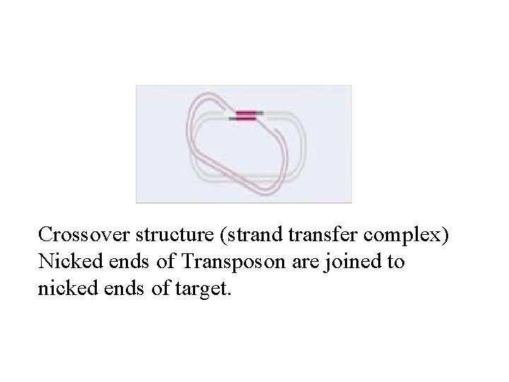 Crossover structure (strand transfer complex) Nicked ends of Transposon are joined to nicked ends