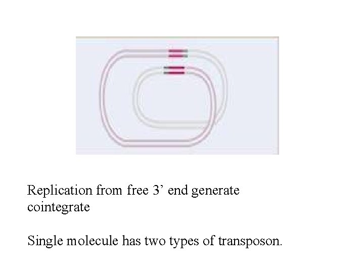 Replication from free 3’ end generate cointegrate Single molecule has two types of transposon.