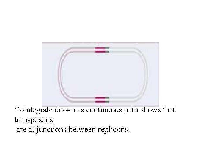 Cointegrate drawn as continuous path shows that transposons are at junctions between replicons. 