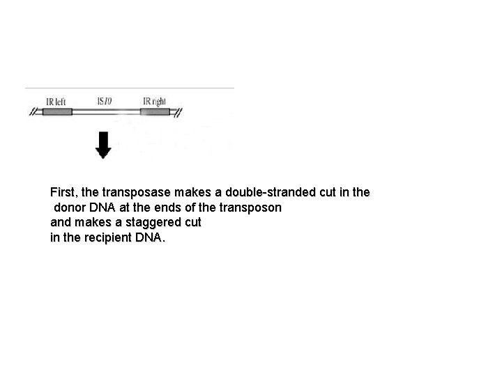 First, the transposase makes a double-stranded cut in the donor DNA at the ends