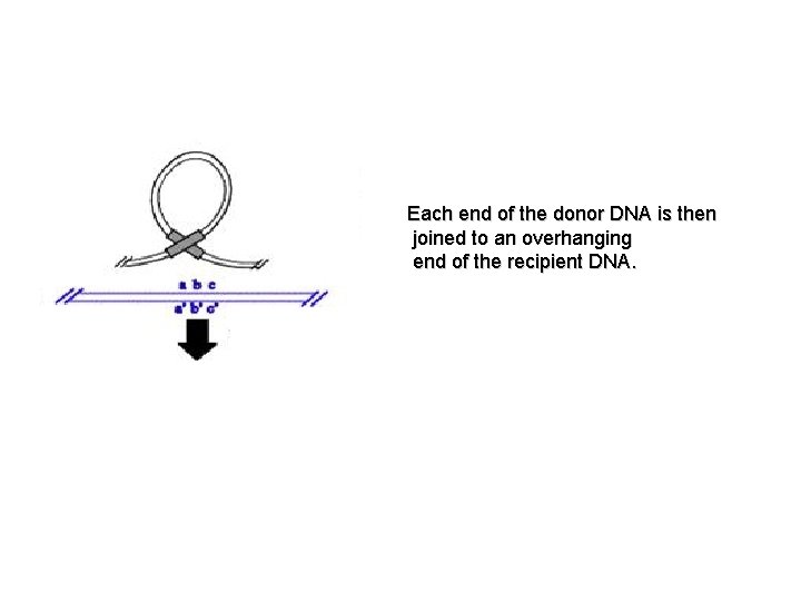 Each end of the donor DNA is then joined to an overhanging end of