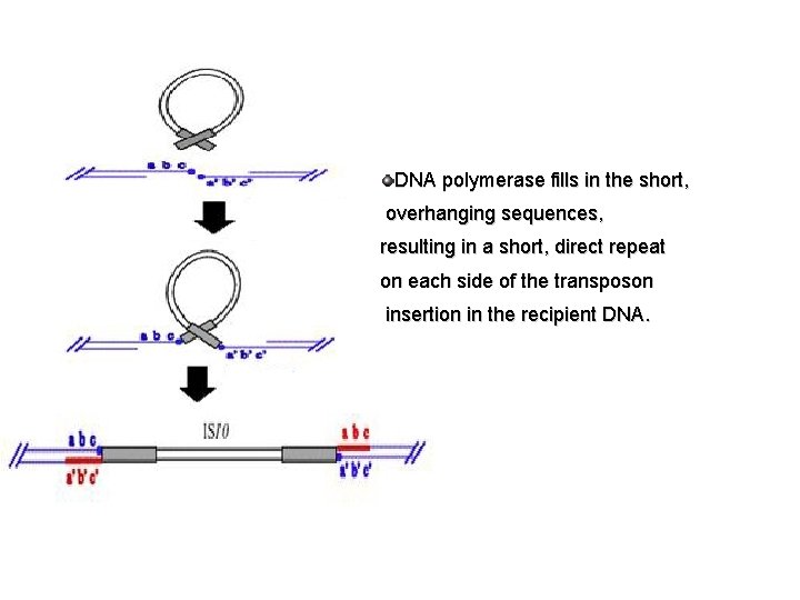 DNA polymerase fills in the short, overhanging sequences, resulting in a short, direct repeat