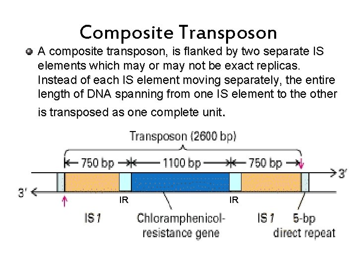 Composite Transposon A composite transposon, is flanked by two separate IS elements which may