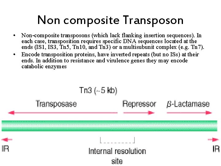 Non composite Transposon • Non-composite transposons (which lack flanking insertion sequences). In each case,