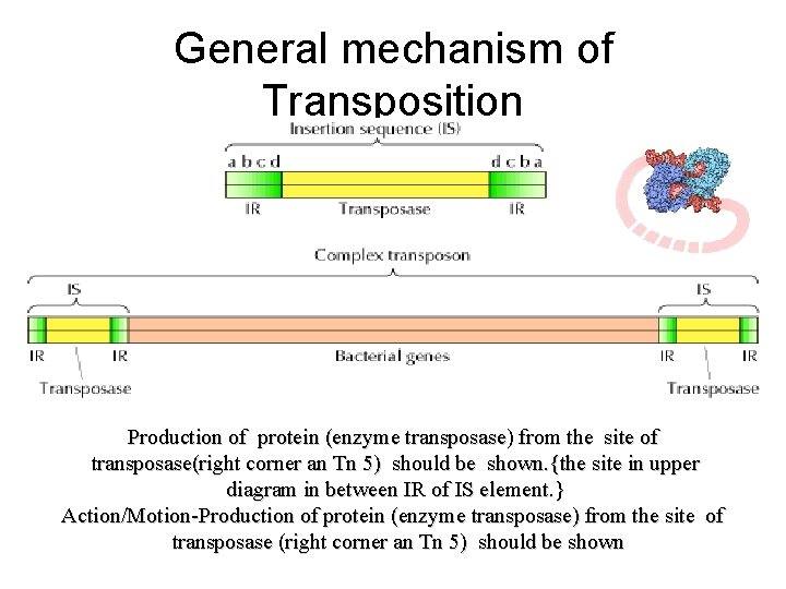 General mechanism of Transposition Production of protein (enzyme transposase) from the site of transposase(right