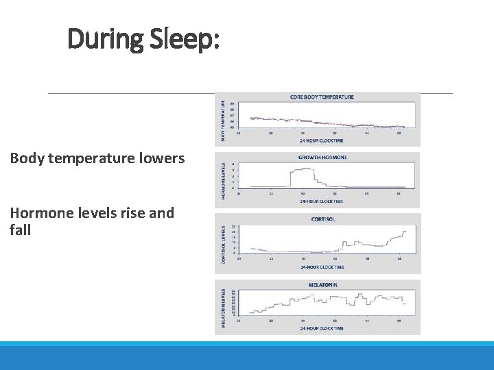 During Sleep: Body temperature lowers Hormone levels rise and fall 