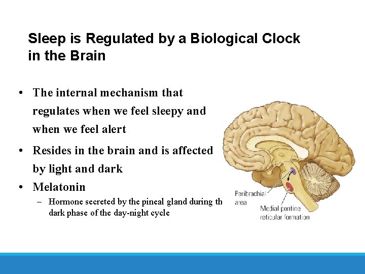 Sleep is Regulated by a Biological Clock in the Brain • The internal mechanism