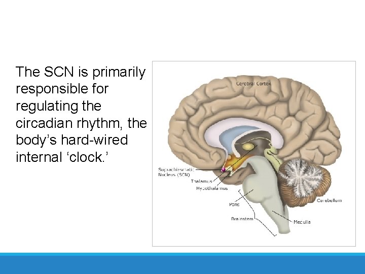 Suprachiasmatic Nucleus (SCN) The SCN is primarily responsible for regulating the circadian rhythm, the