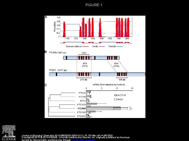 FIGURE 1 Journal of Biological Chemistry 2014 28933020 -33031 DOI: (10. 1074/jbc. M 114.