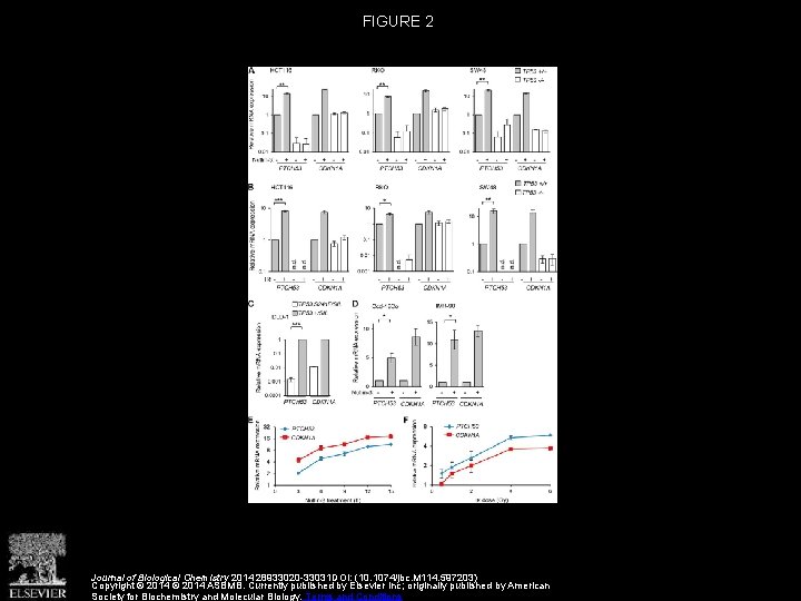 FIGURE 2 Journal of Biological Chemistry 2014 28933020 -33031 DOI: (10. 1074/jbc. M 114.