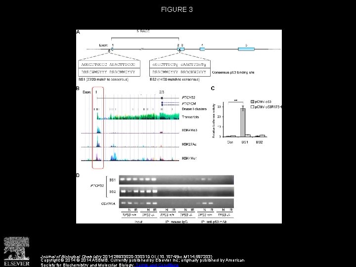 FIGURE 3 Journal of Biological Chemistry 2014 28933020 -33031 DOI: (10. 1074/jbc. M 114.