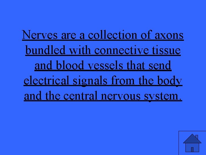 Nerves are a collection of axons bundled with connective tissue and blood vessels that