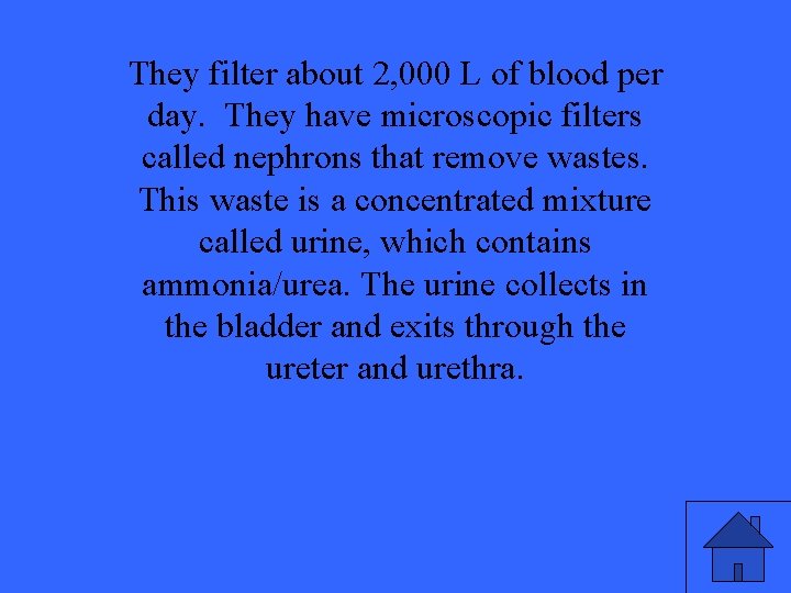 They filter about 2, 000 L of blood per day. They have microscopic filters