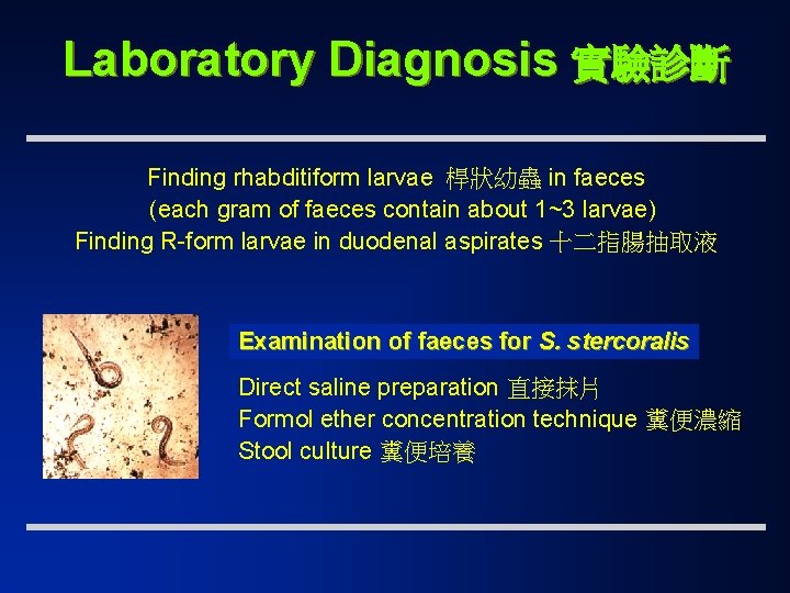Laboratory Diagnosis 實驗診斷 Finding rhabditiform larvae 桿狀幼蟲 in faeces (each gram of faeces contain