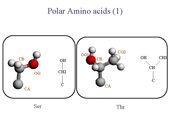 Polar Amino acids (1) OG 1 CB OH OG Ser OH CB CH 3