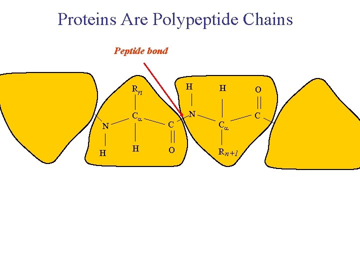 Proteins Are Polypeptide Chains Peptide bond H H N Ca N C Ca O