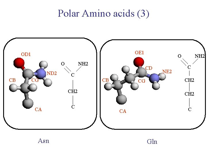 Polar Amino acids (3) OE 1 OD 1 O ND 2 CB CG NH