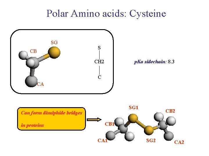 Polar Amino acids: Cysteine SG CB S CH 2 p. Ka sidechain: 8. 3