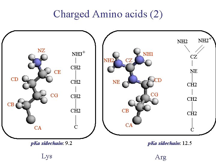 Charged Amino acids (2) NH 2+ NH 2 NZ NH 3+ NH 1 NH