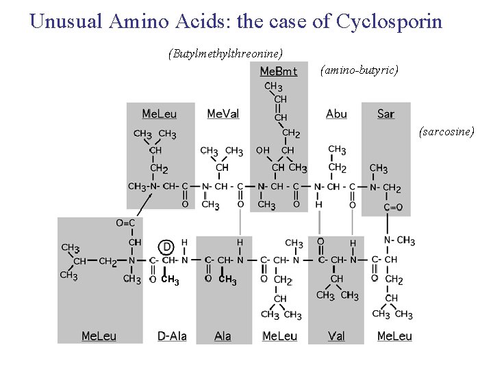 Unusual Amino Acids: the case of Cyclosporin (Butylmethylthreonine) (amino-butyric) (sarcosine) CH 3 