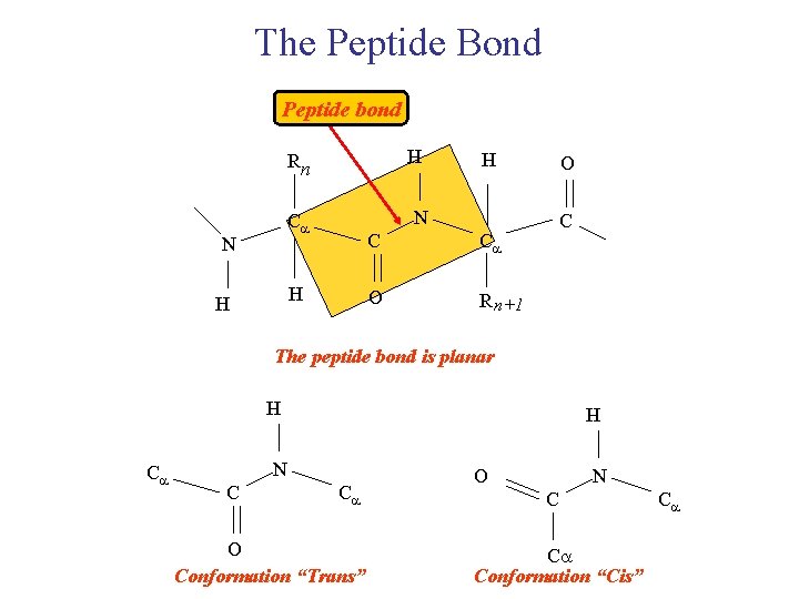 The Peptide Bond Peptide bond H H N Ca N O Rn C Ca