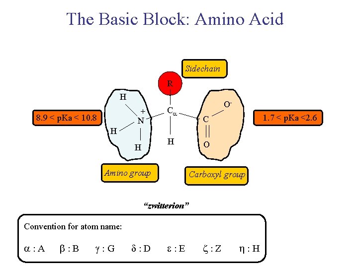 The Basic Block: Amino Acid Sidechain R H + N 8. 9 < p.