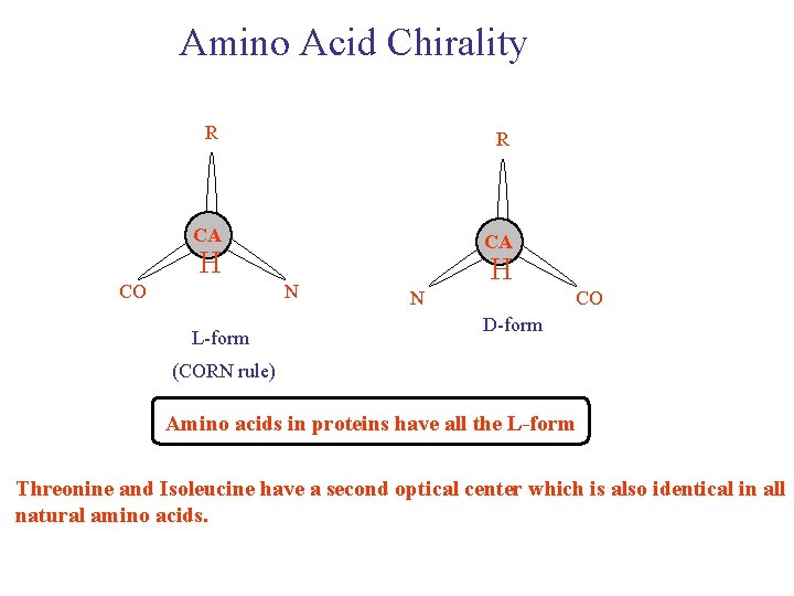 Amino Acid Chirality R R CA CA H CO N L-form H N CO